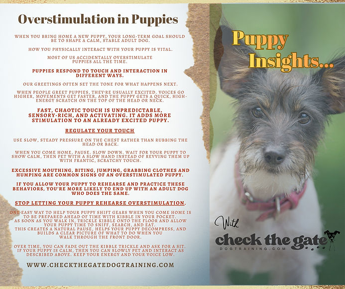 Overstimulation in puppies 1.jpg