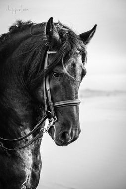 A Friesian horse poses on Pismo Beach, California