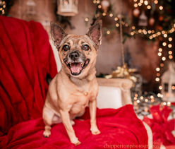 A chihuahua sits on a red blanket in a Christmas setting