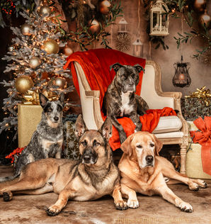 A group of four dogs sit on a chair and the ground surrounded by holiday decorations 
