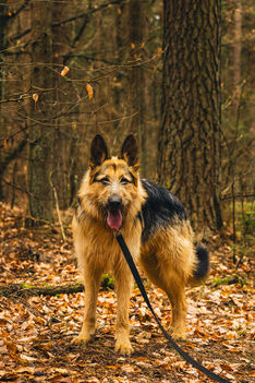 pies w jesiennym lesie, artystyczna sesja fotograficzna zwierząt Olsztyn