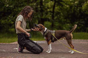 zdjęcia z pupilem na prezent – sesja fotograficzna z psami Warszawa - Wojciech Olszewski