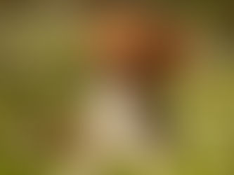 Jak przygotować psa do sesji zdjęciowej? 🐾📸