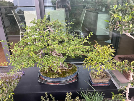 A Tiny Tree Obsession