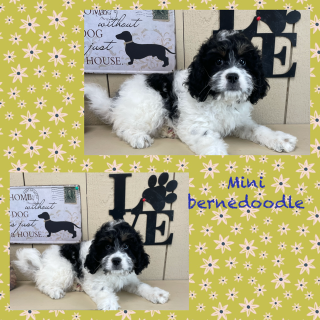 Mini Bernadoodle