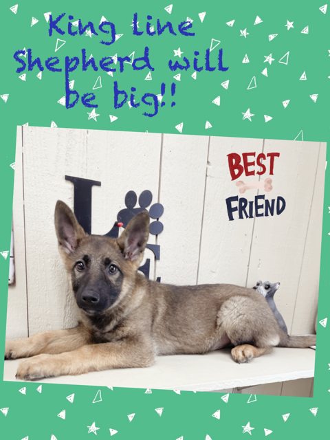 German Shepherd