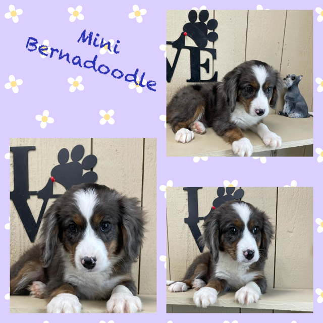 Mini Bernedoodle