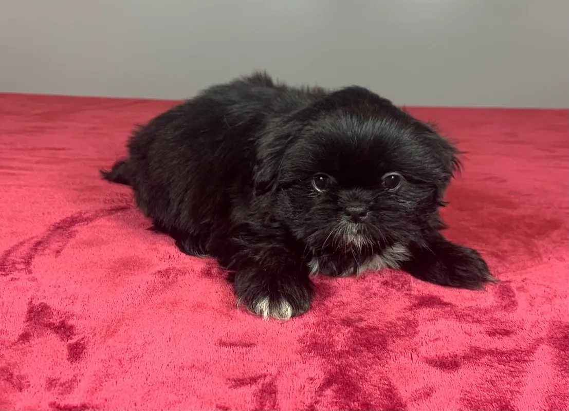 Shih-Tzu