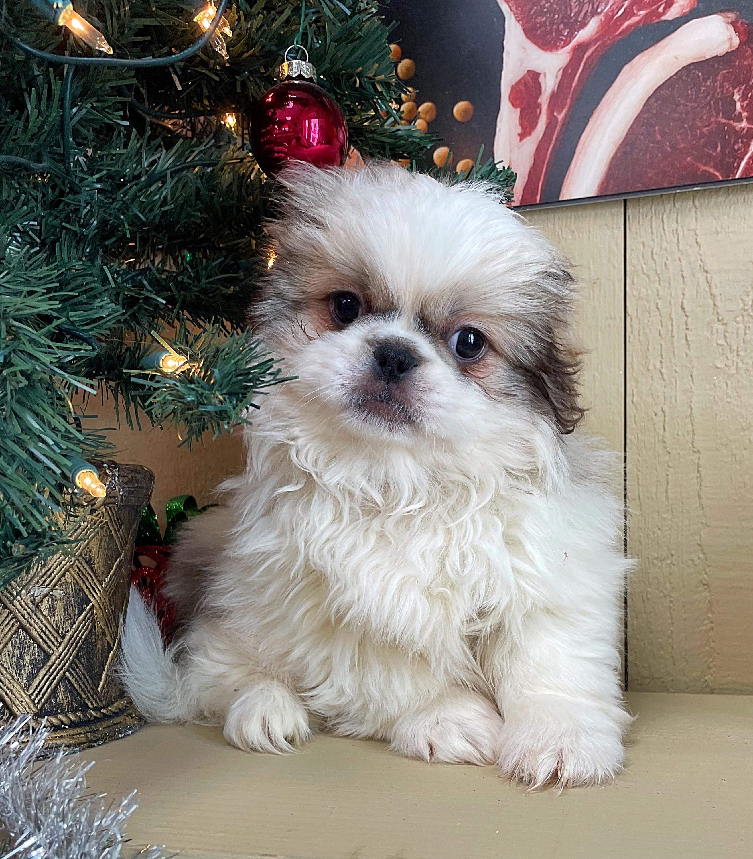 Pekingese**SUPER SALE