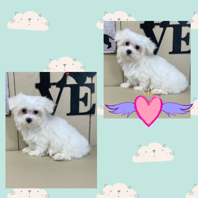 MALTESE