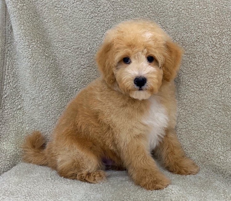 Current Residents Riverhead The Puppy Experience