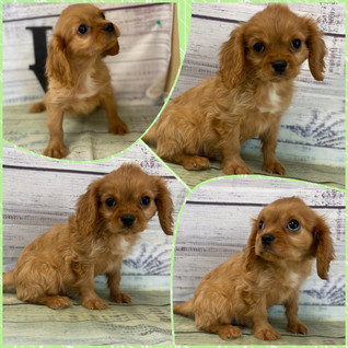 King Charles Cavalier