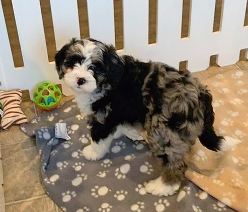 Mini Bernedoodle-Merle