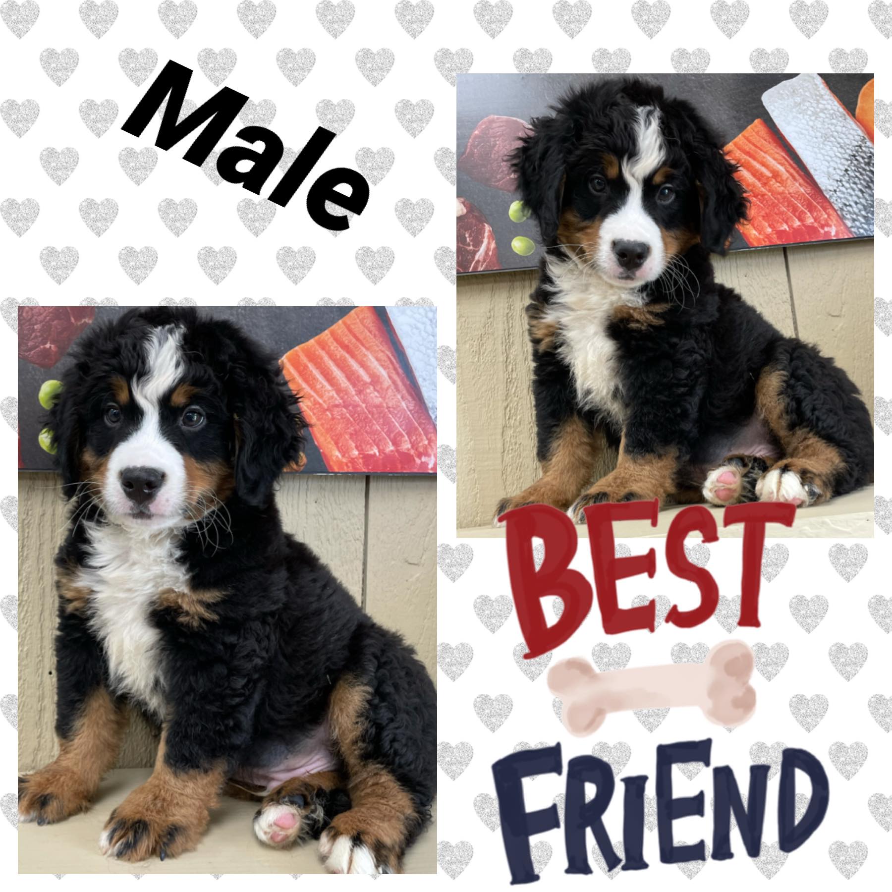 Bernese Mt Dog