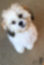 Bailey our Beautiful Teddy Bear