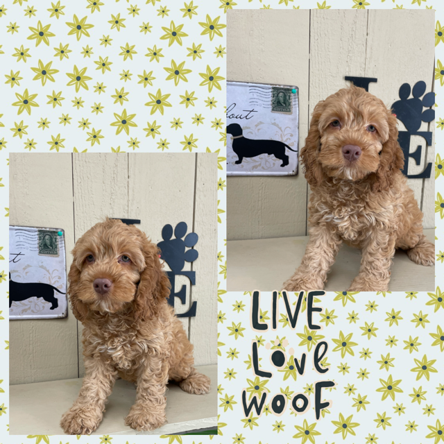Cockapoo