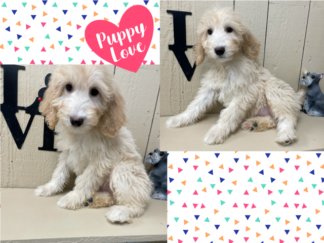 Mini Goldendoodle