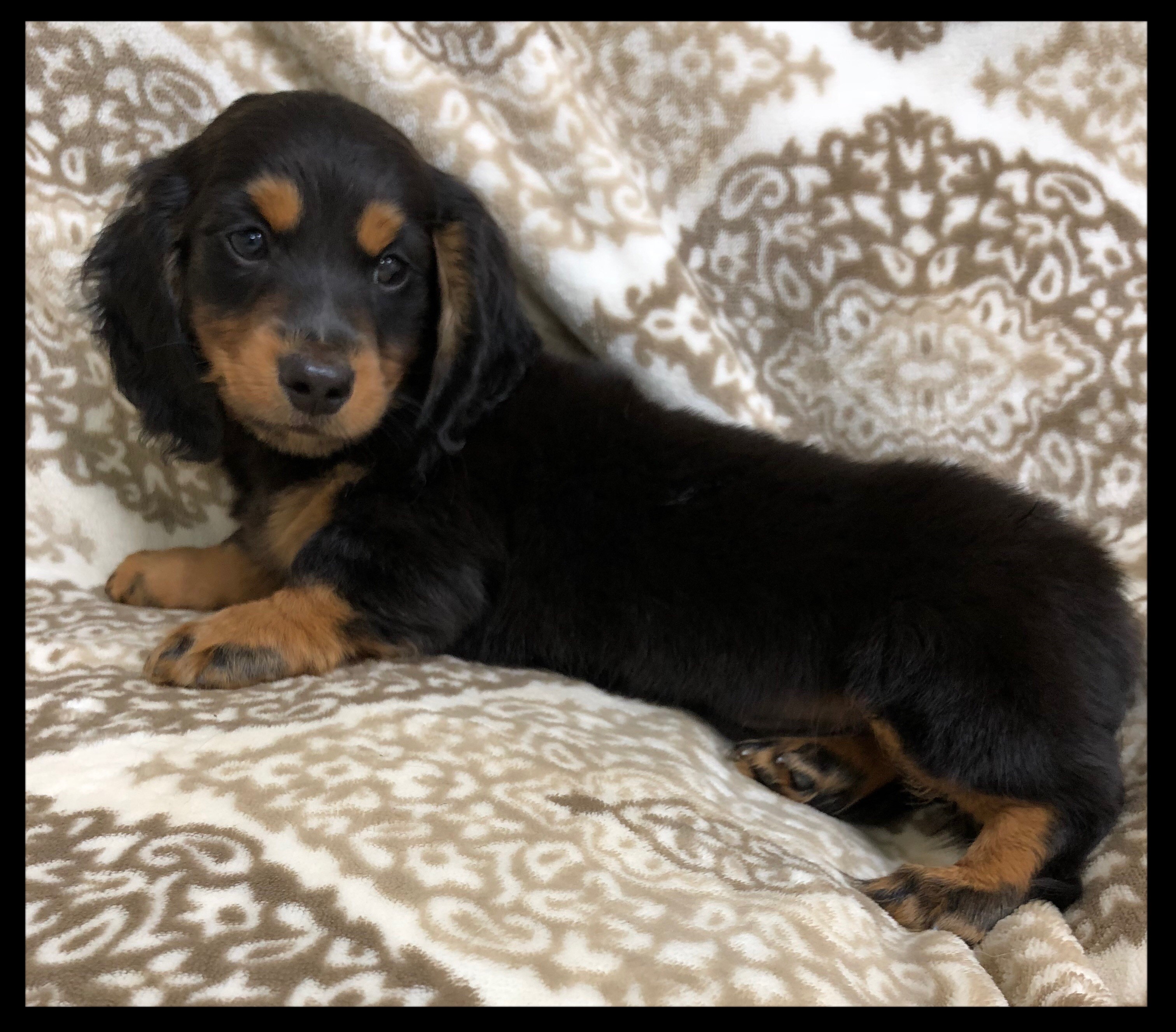 Dachshund on dep