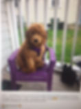 Mini Goldendoodle