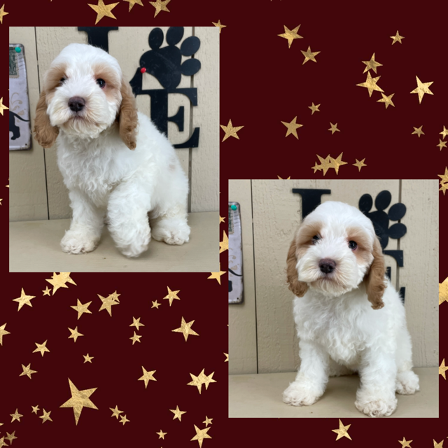 Cockapoo