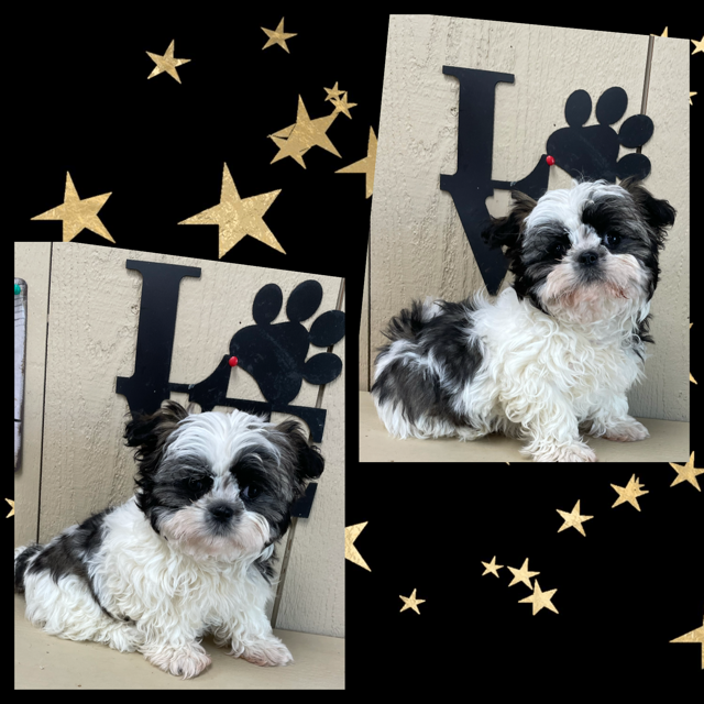 Shih Tzu