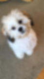 Bailey Teddy Bear