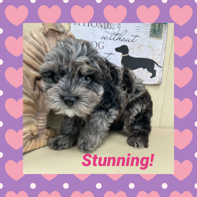 Cockapoo
