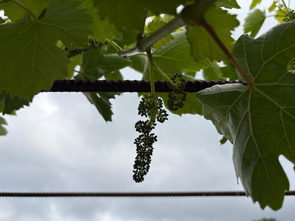 WhatsApp Image 2025-12-22 at 14.15.02.jpeg