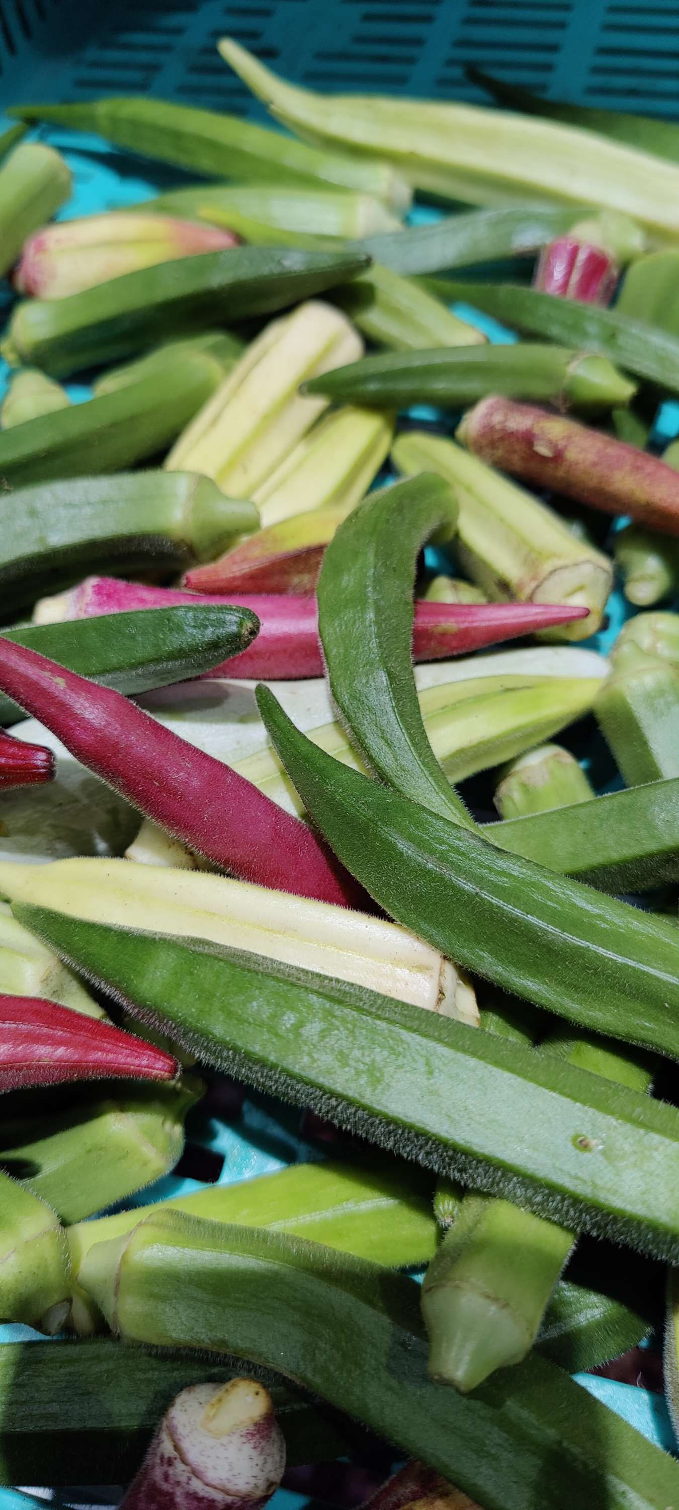 Vendaikai or Ladys finger