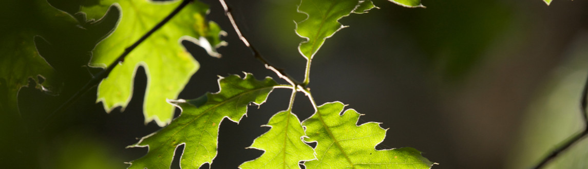 POLITICAS DE PRIVACIDAD