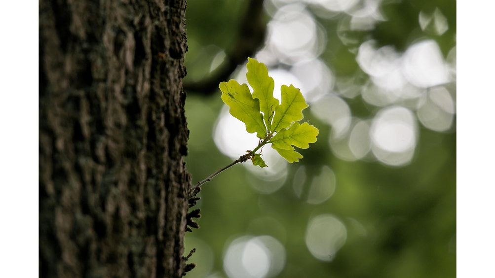 Identidad de MALAGA OAK