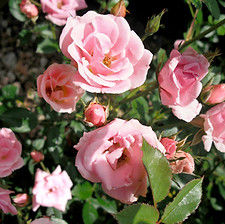 Close Up of Pink Roses.jpg