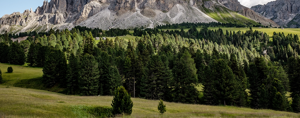 Tree and mountains