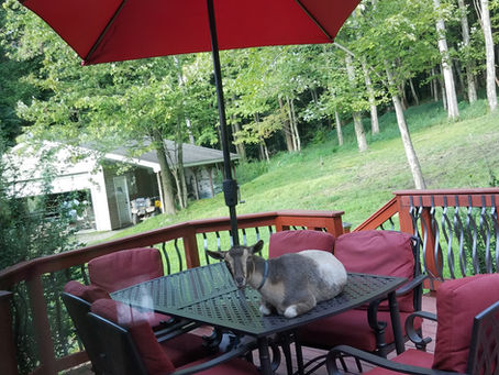 Baby Goats Already?!