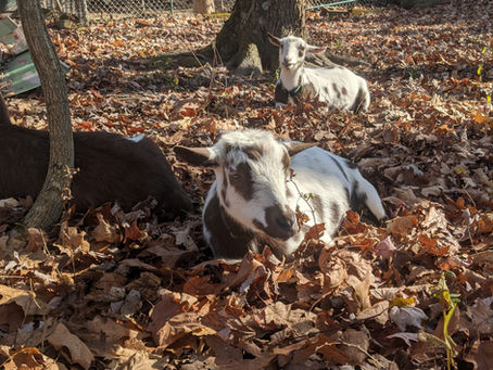 Mucus Plug and Kidding....