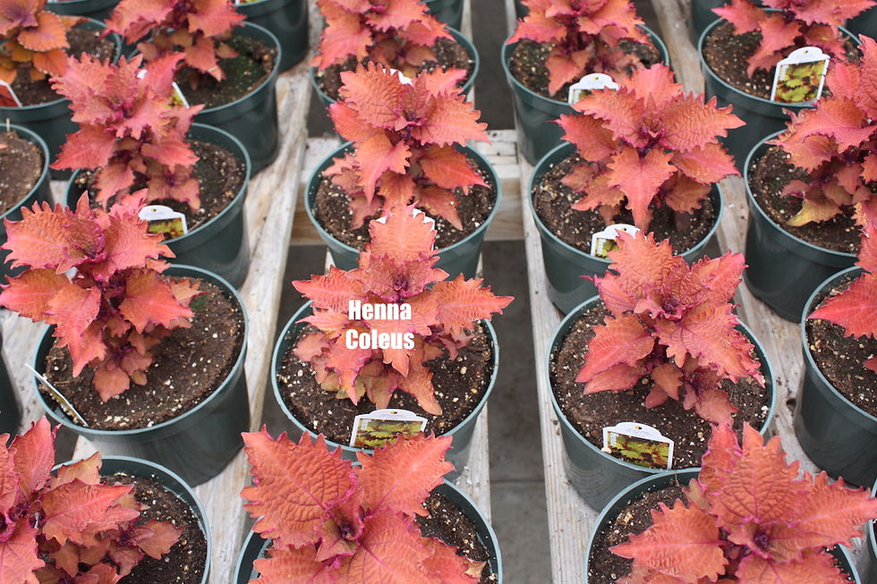 Thumbnail: Coleus - 5.5-inch pots