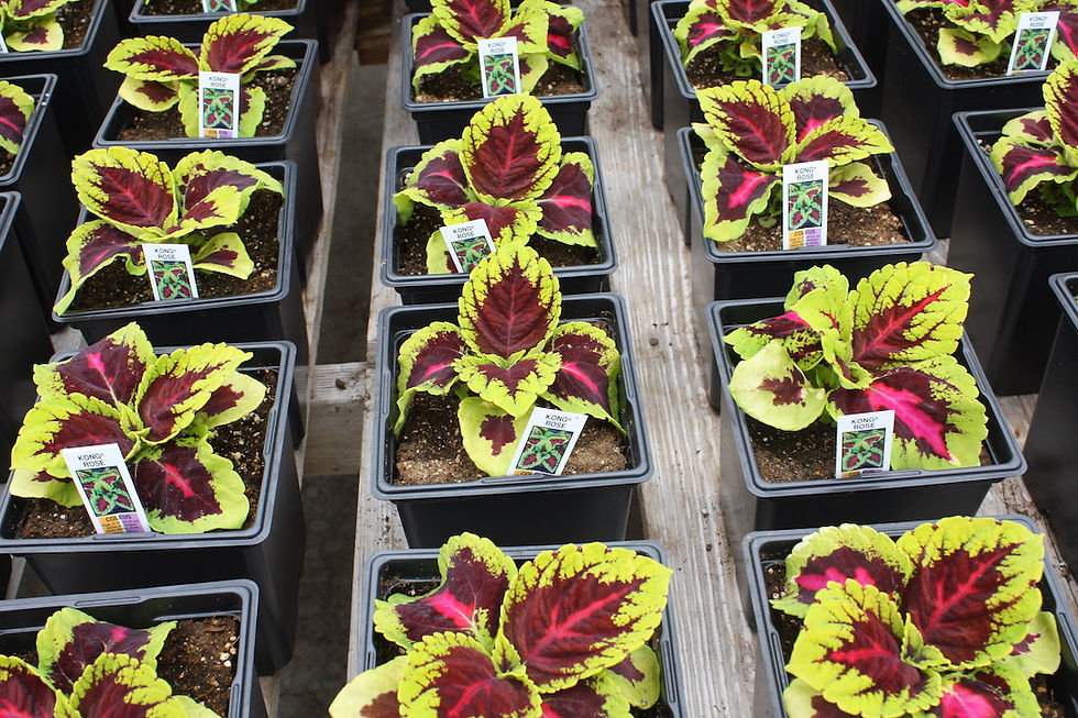 Thumbnail: Coleus - 5.5-inch pots