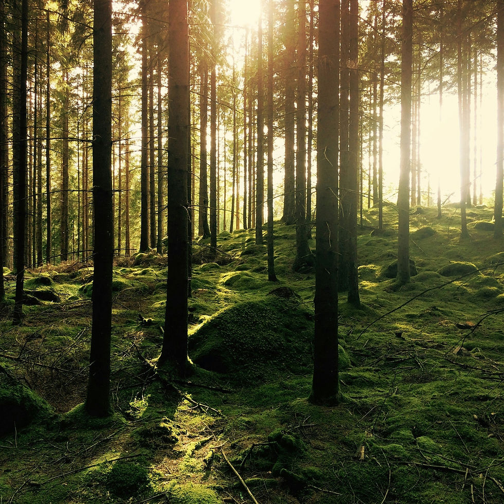 A forest scene.