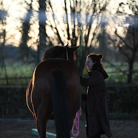 travail a pied relation cheval