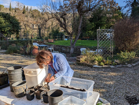 Sowing perennials