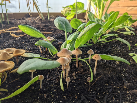 No-dig and Longevity