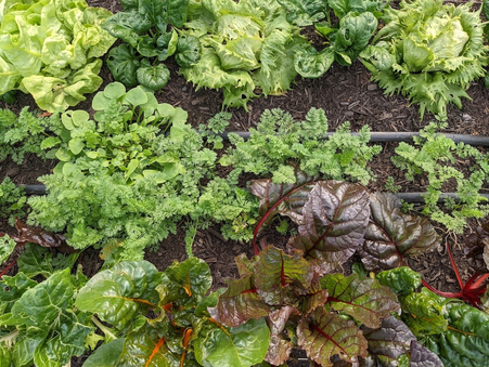 Should we feed Plants to avoid Pests and Diseases?