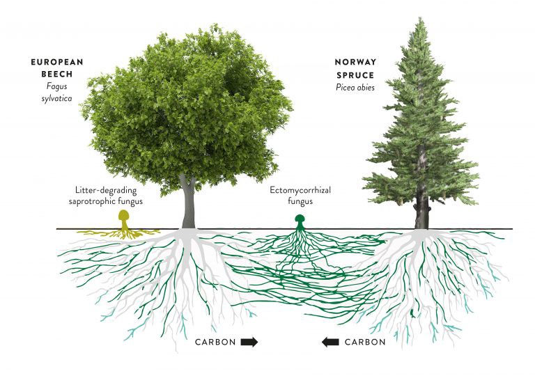 Mycorrhizal fungi all you need to know about the of Plants