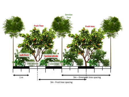 Agroforestry Market Garden design preview