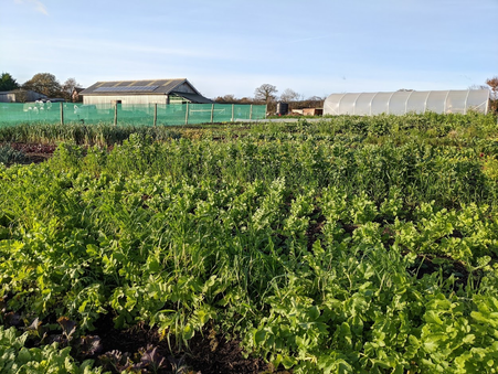 How we use Green Manures