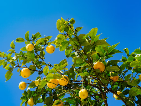 Are we using the lemon, or is it using us?