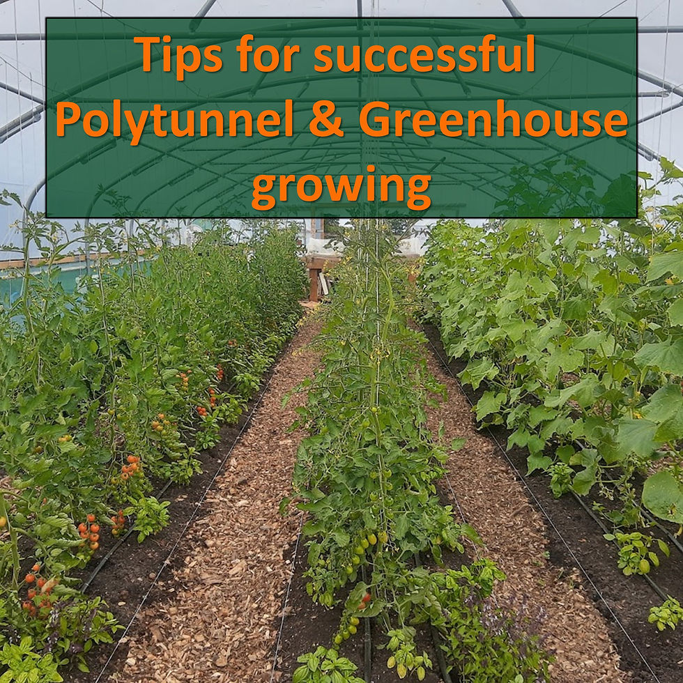 Thumbnail: Regenerative Vegetable Gardening Course