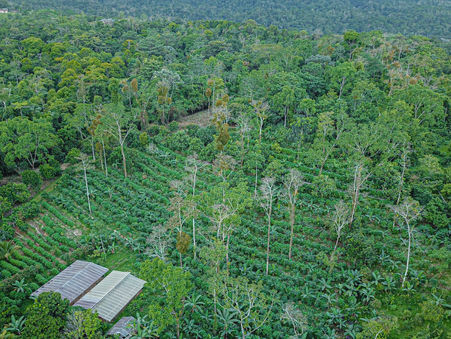 Un'introduzione all'agricoltura sintropica - parte 1