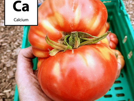 Calcium: the trucker & mediator