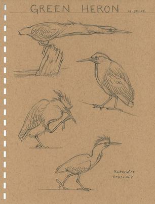 Sketchbook page of pencil drawings of a green heron in different poses.